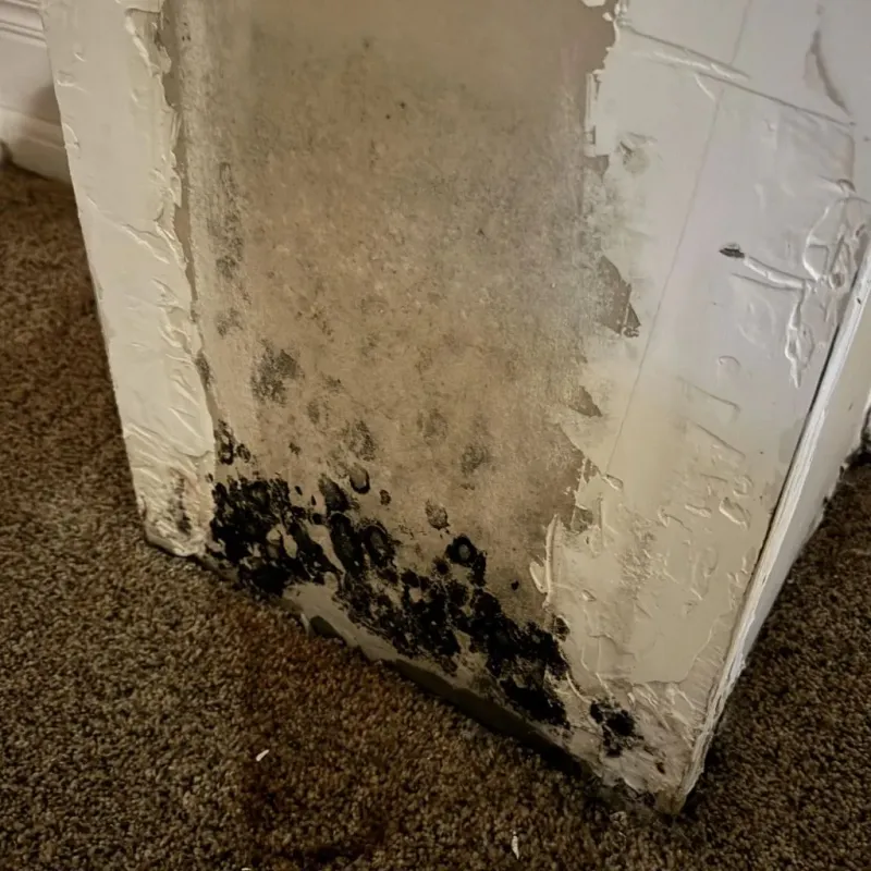 Professional Mold Removal in Cherokee County, TX